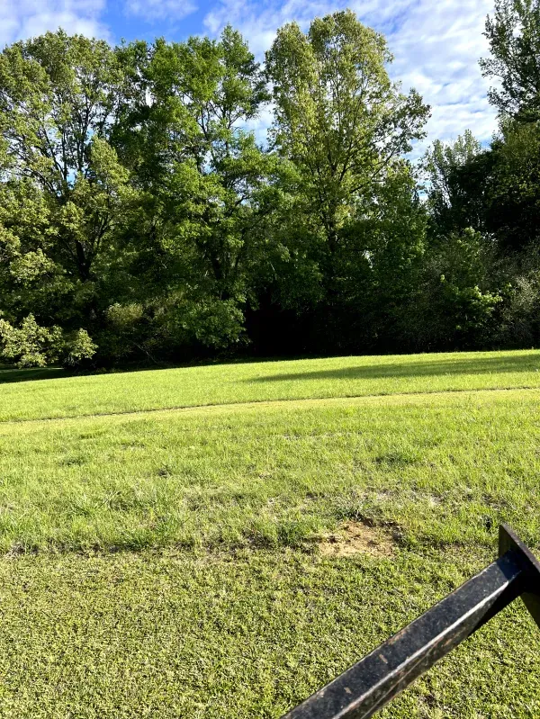A person is standing in a grassy field with trees in the background.