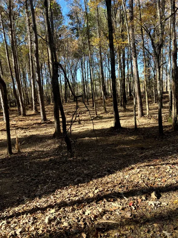 A forest with lots of trees and leaves on the ground