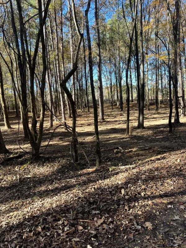 A forest filled with lots of trees and leaves on a sunny day.