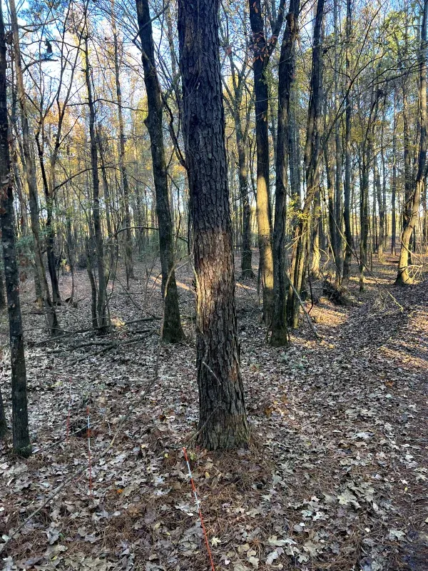 A tree in the middle of a forest with leaves on the ground.