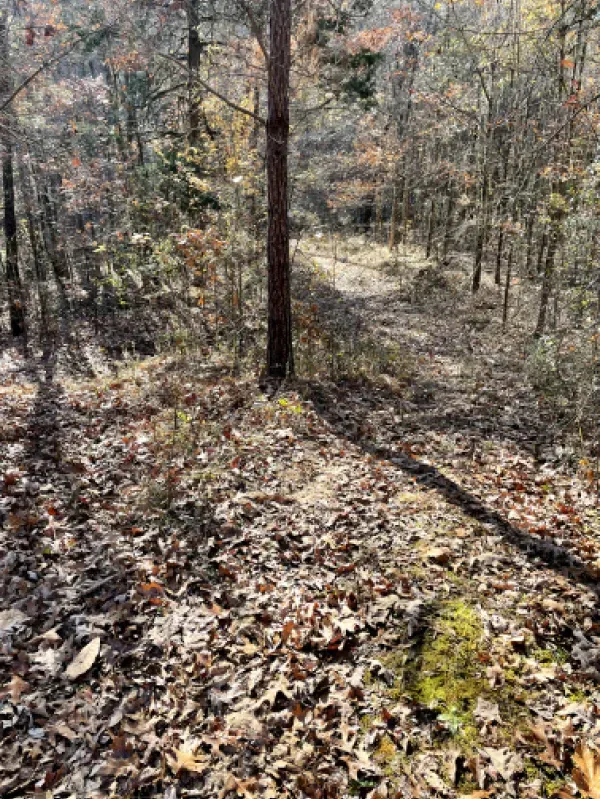 A path in the woods covered in leaves and trees.
