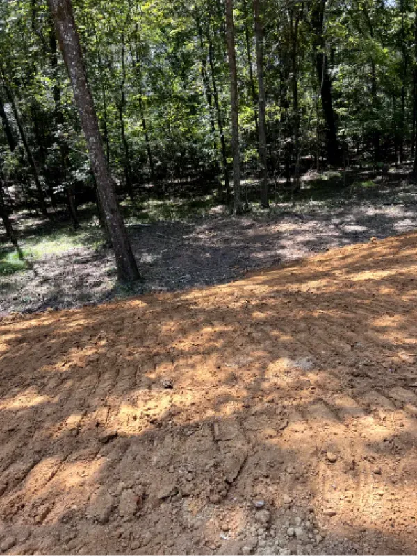 A dirt road in the middle of a forest with trees in the background.