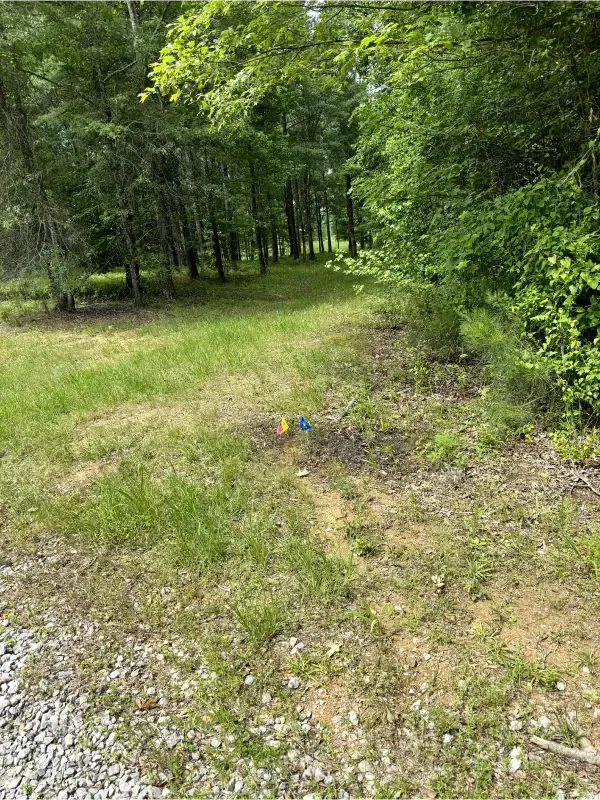 A dirt road going through a lush green forest.
