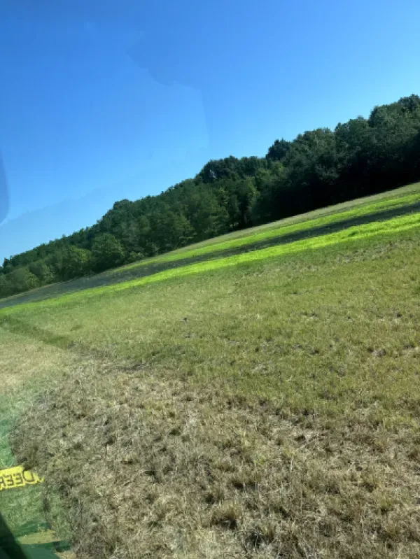 A field of grass with trees in the background on a sunny day.