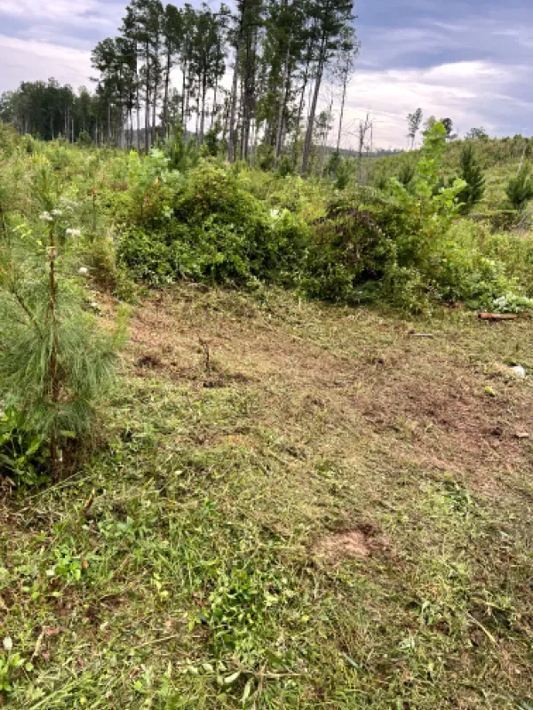 A grassy field with trees in the background and a dirt road in the middle.