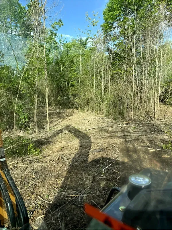 A person is driving a tractor through a forest.