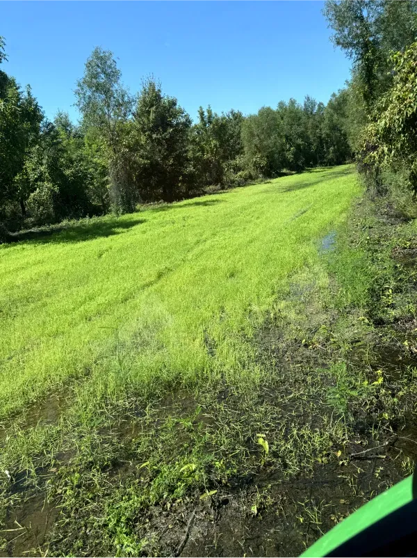 A lush green field with trees in the background