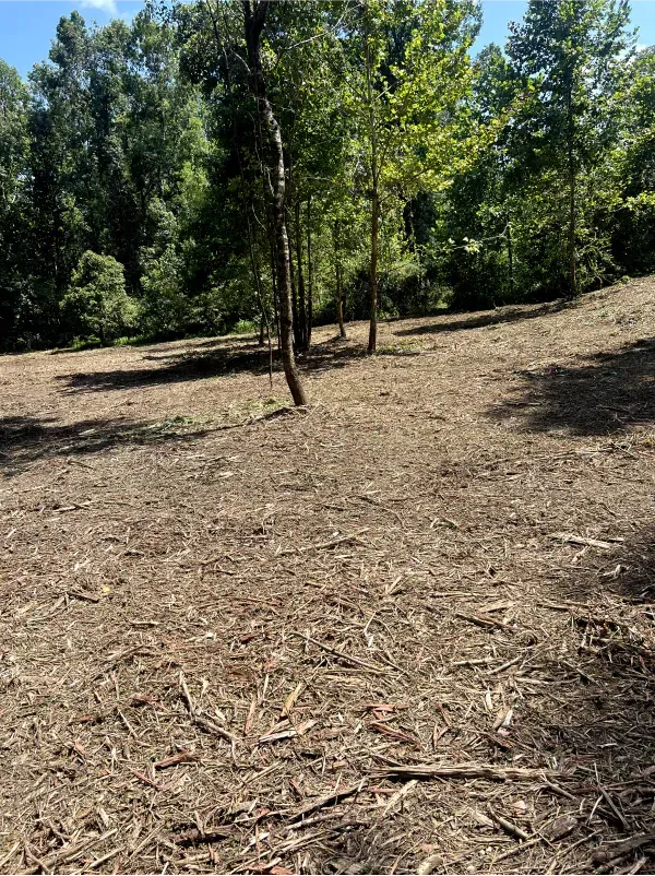 A field filled with lots of wood chips and trees in the background.