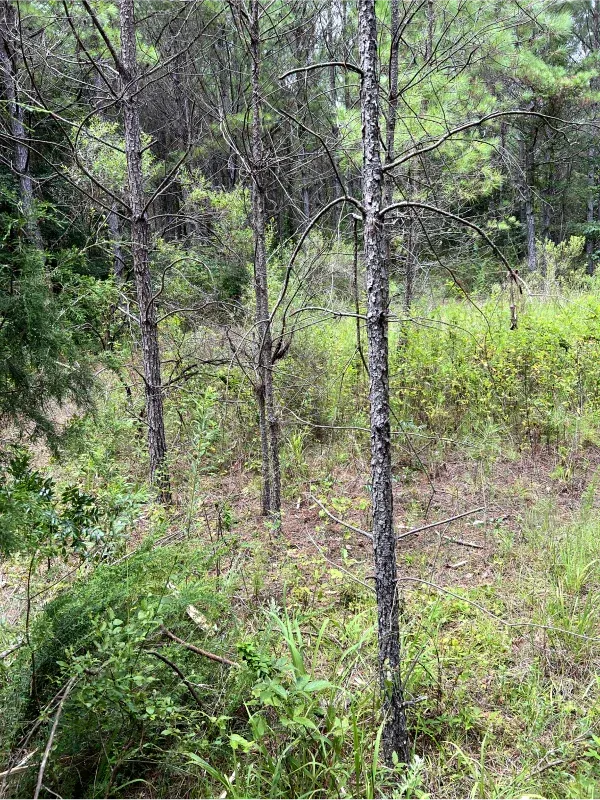 A forest filled with lots of trees and shrubs.