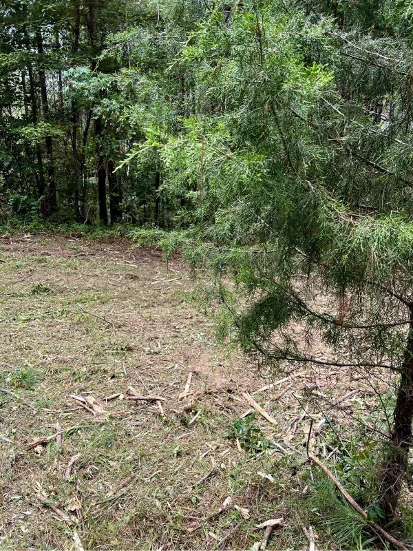 A tree in the middle of a field with trees in the background.