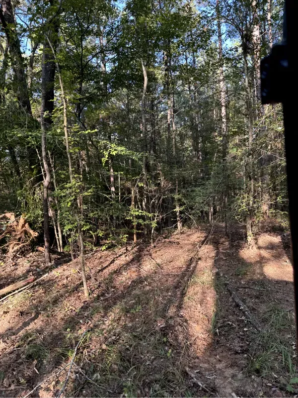 The sun is shining through the trees on a dirt road in the woods.