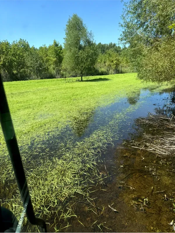A person is fishing in a swamp with trees in the background