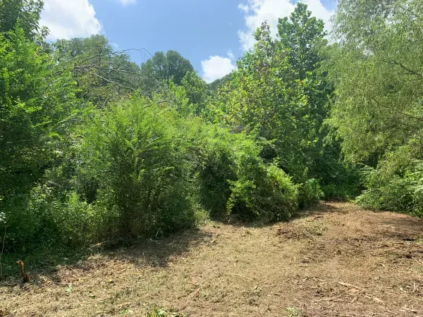 A dirt field surrounded by trees and bushes on a sunny day.