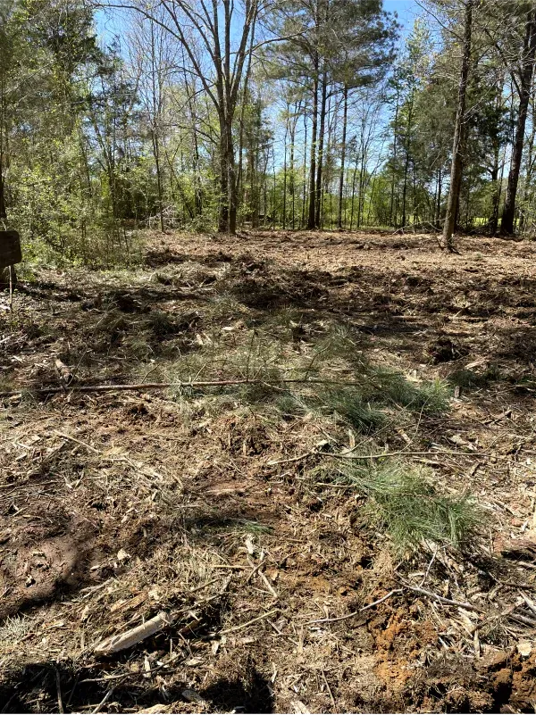 There is a lot of dirt in the middle of the forest.
