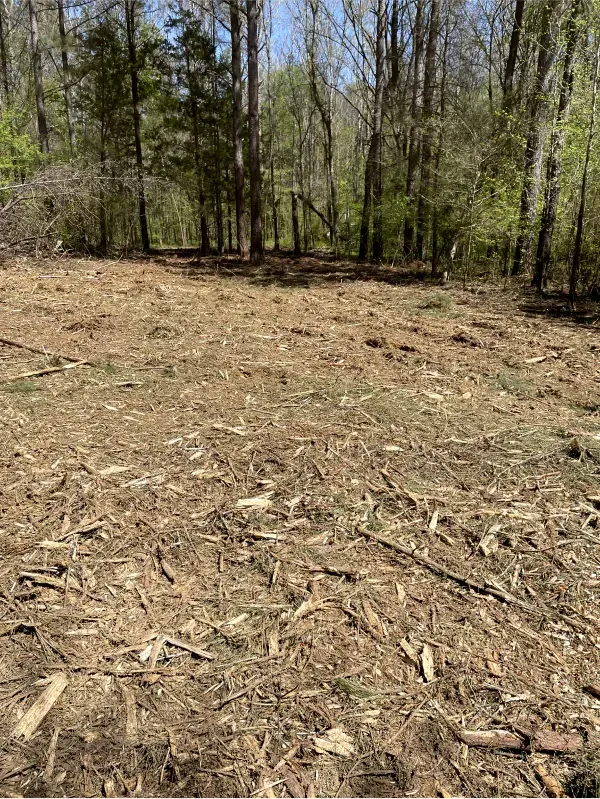 A field of wood chips in the middle of a forest.