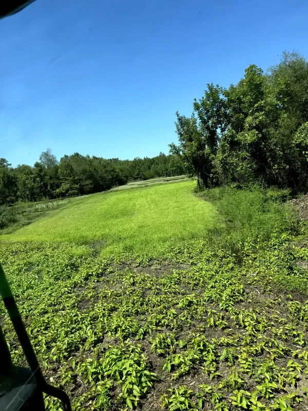 A green field with trees in the background and a blue sky