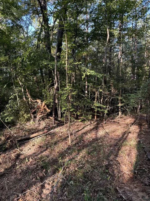 The sun is shining through the trees in the woods.