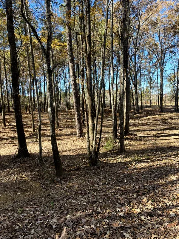 A forest filled with lots of trees and leaves on the ground.