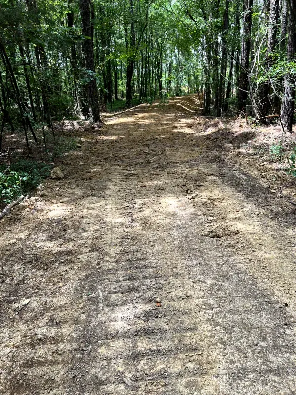 A dirt road in the middle of a forest.