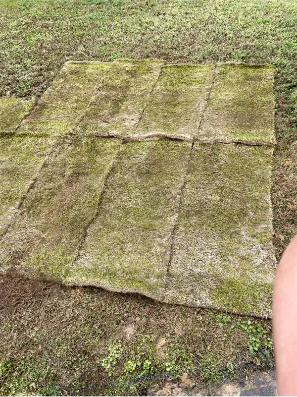 A person is standing next to a large piece of moss on the ground.