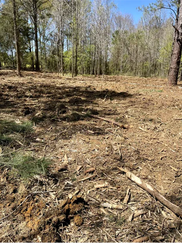 There is a lot of dirt in the middle of the forest.