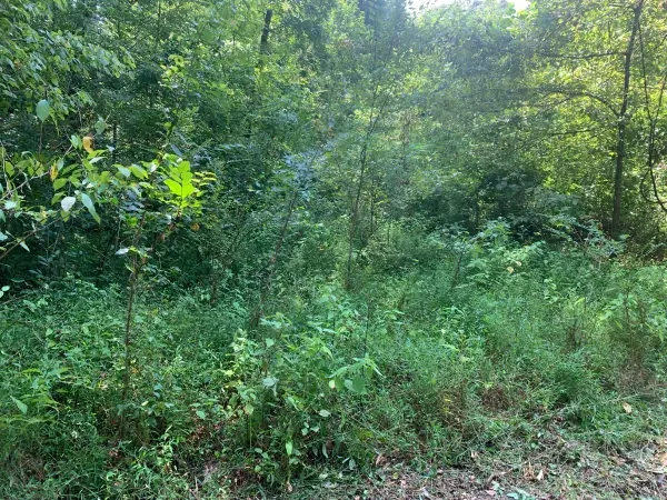 A lush green forest with lots of trees and shrubs