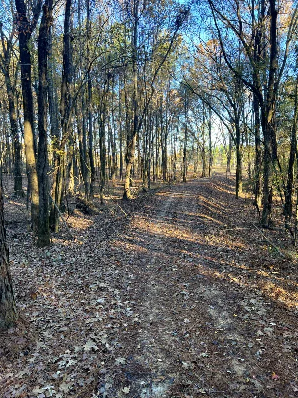 A dirt road in the middle of a forest with trees and leaves on the ground.