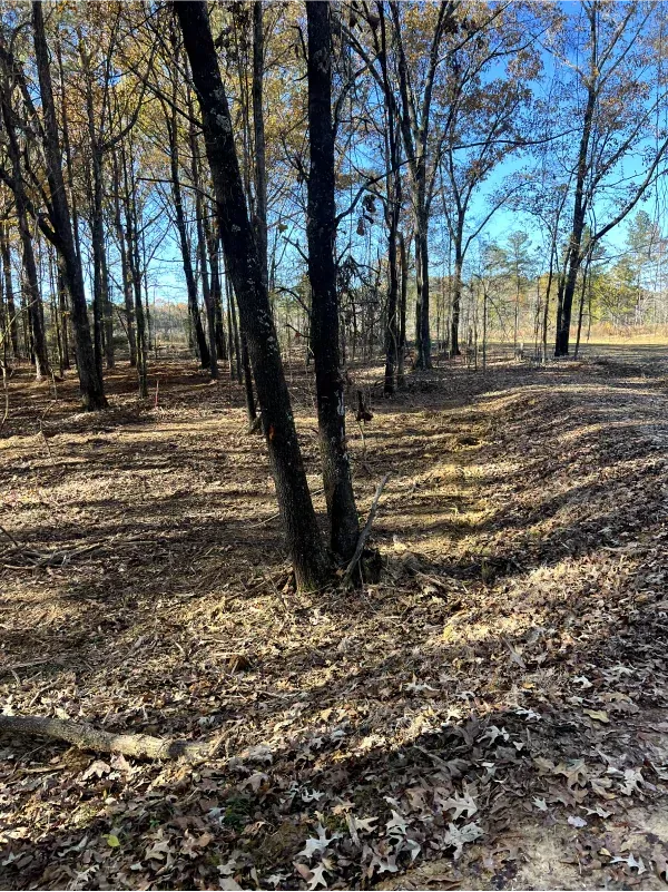 A forest with trees and leaves on the ground