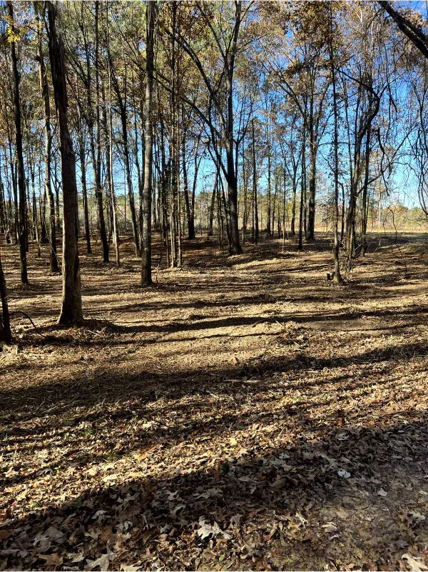 A forest with trees and leaves on the ground
