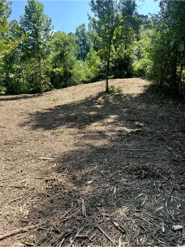 A dirt field surrounded by trees on a sunny day.