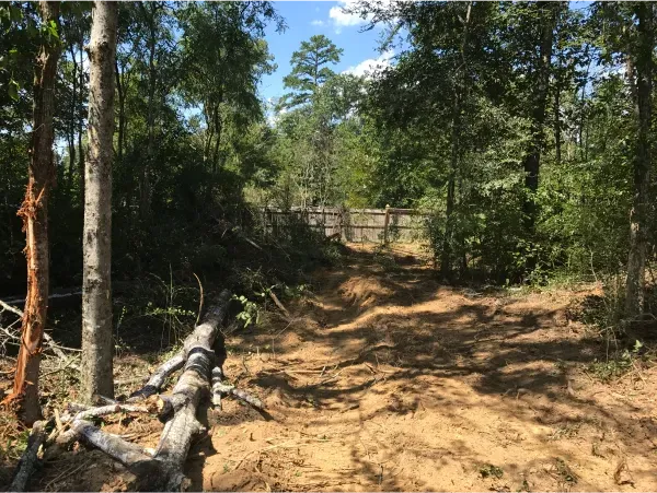 A fallen tree in the middle of a forest