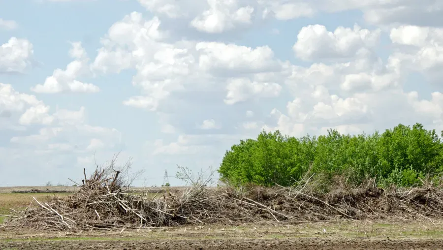 A pile of wood in a field with trees in the background.