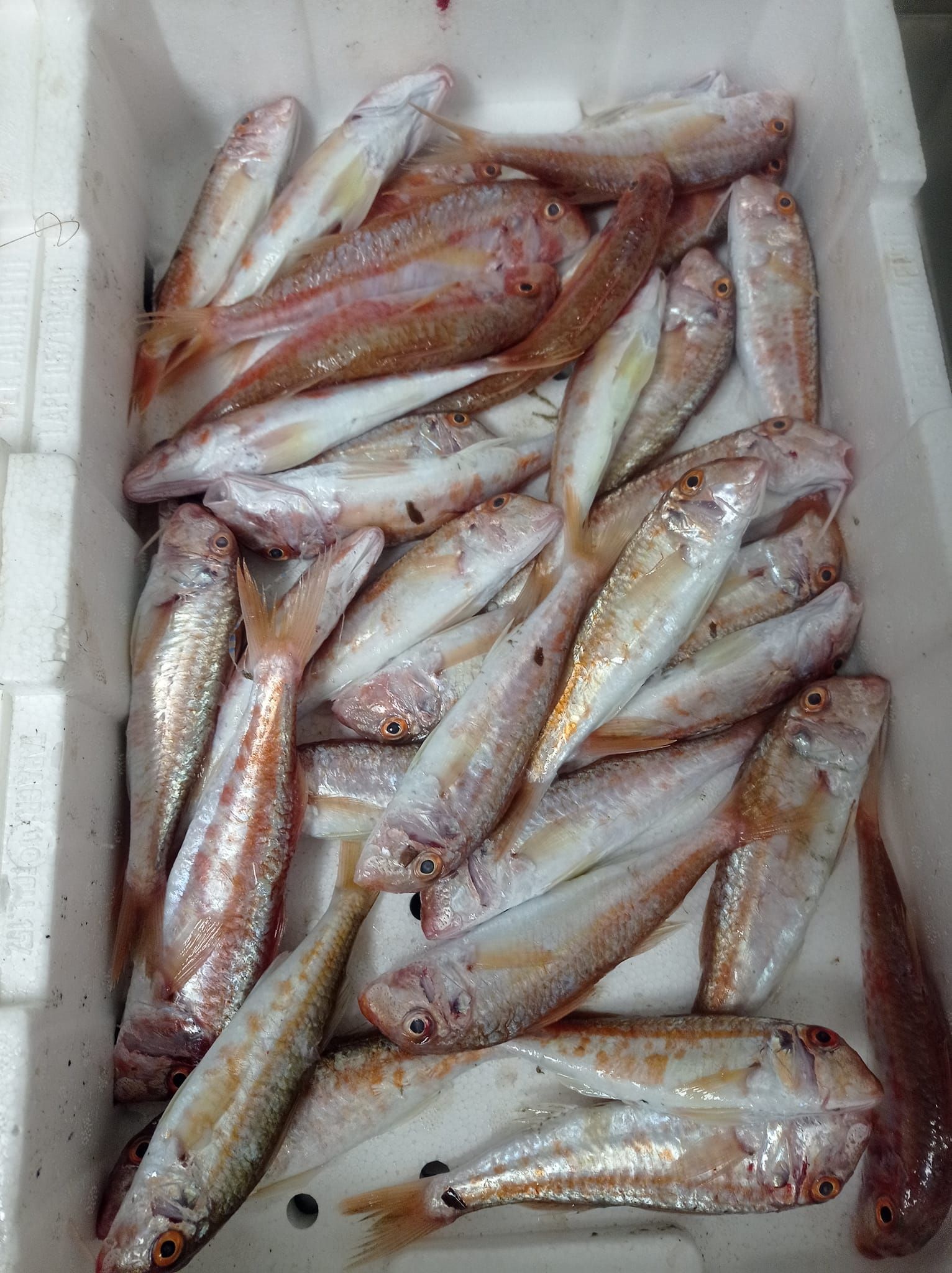 trattoria pappa &ciccia