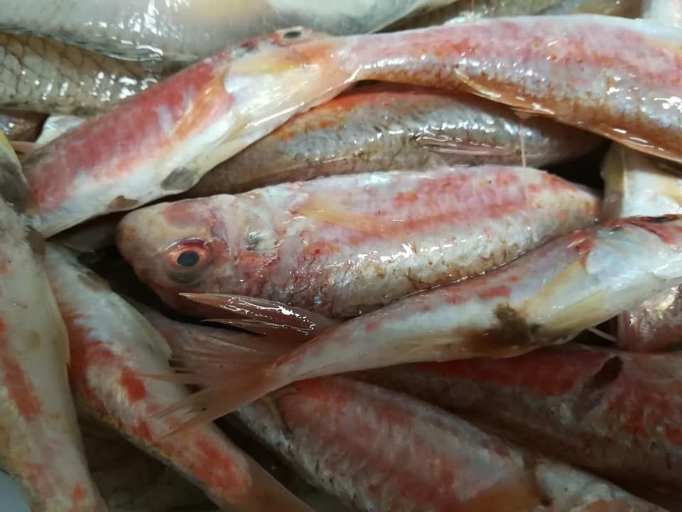 trattoria pappa &ciccia