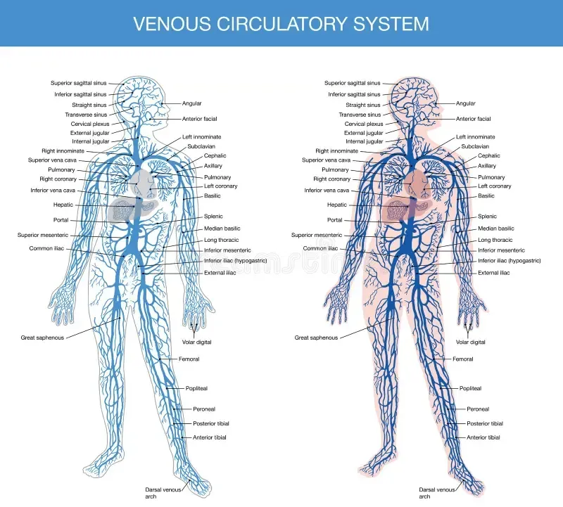 Complete vascular system anatomy diagram showing arteries and veins treated by board-certified vascular surgeon Dr. Peter Ford in Charlotte, NC