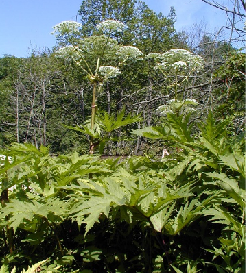 Giant Hogweed - RPS Group