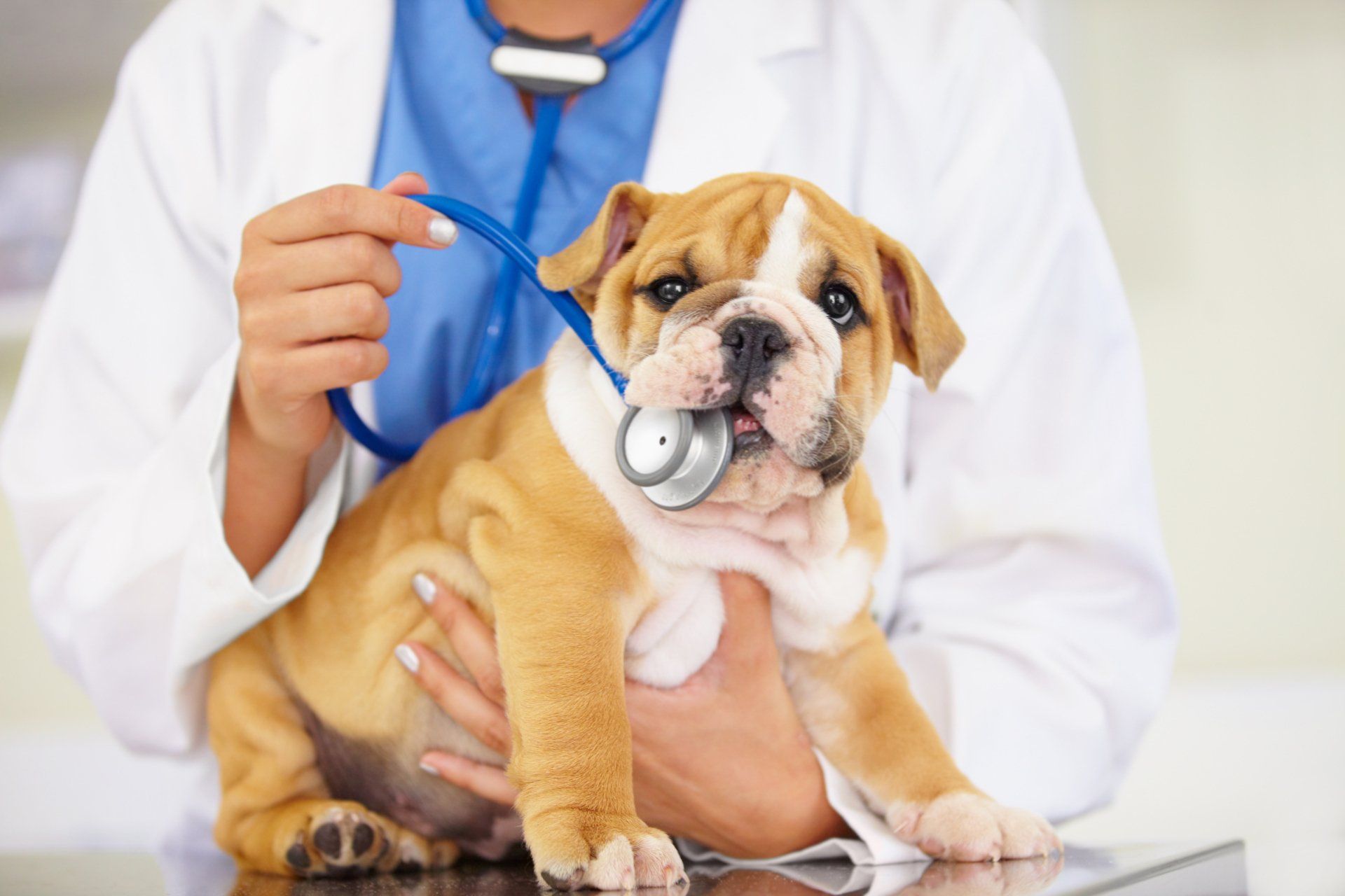 Dog Checkup — Shreveport, LS — Animal Health Center