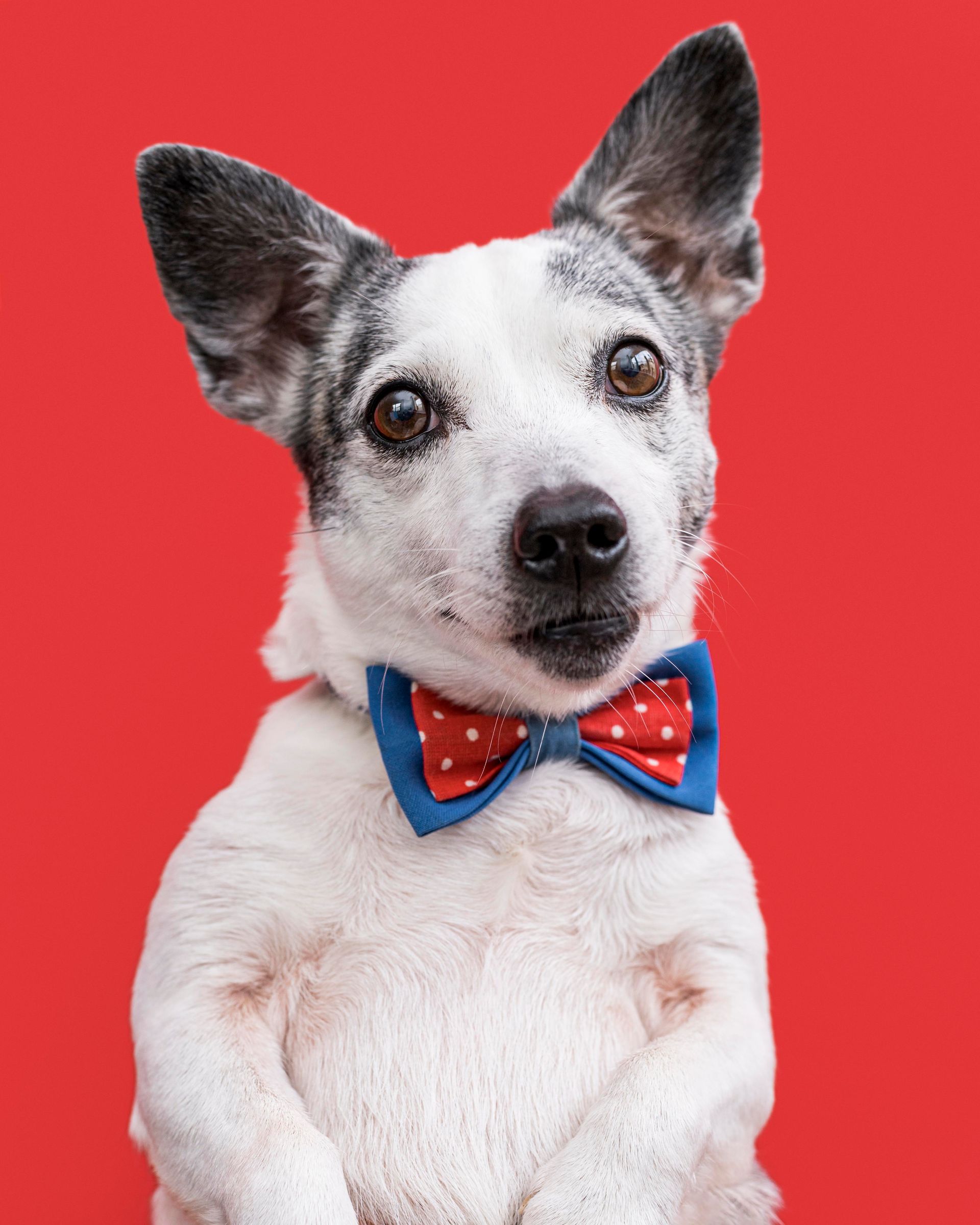 A white dog wearing a red and blue bow tie on a red background.