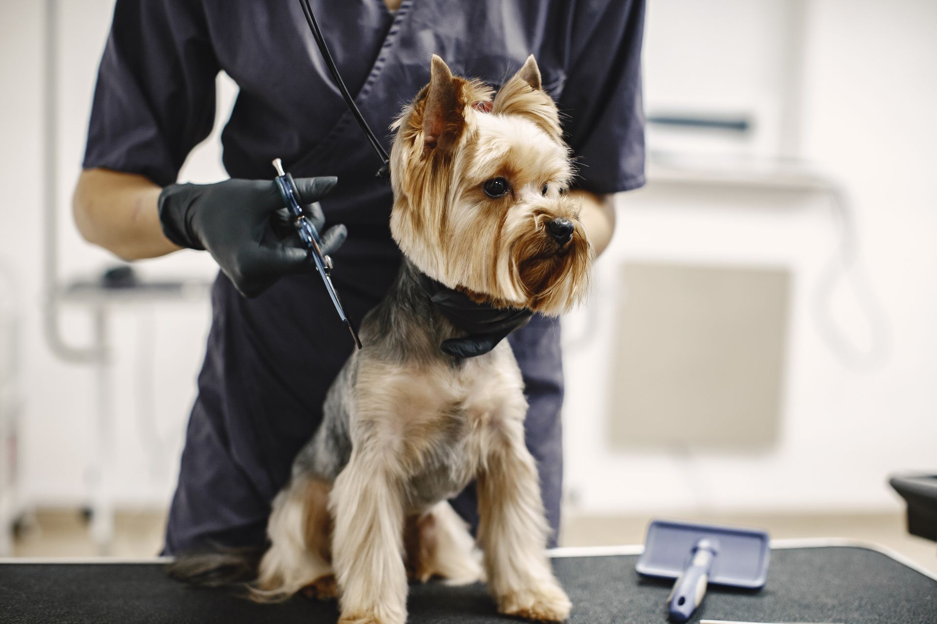 A man is grooming a small dog with scissors.