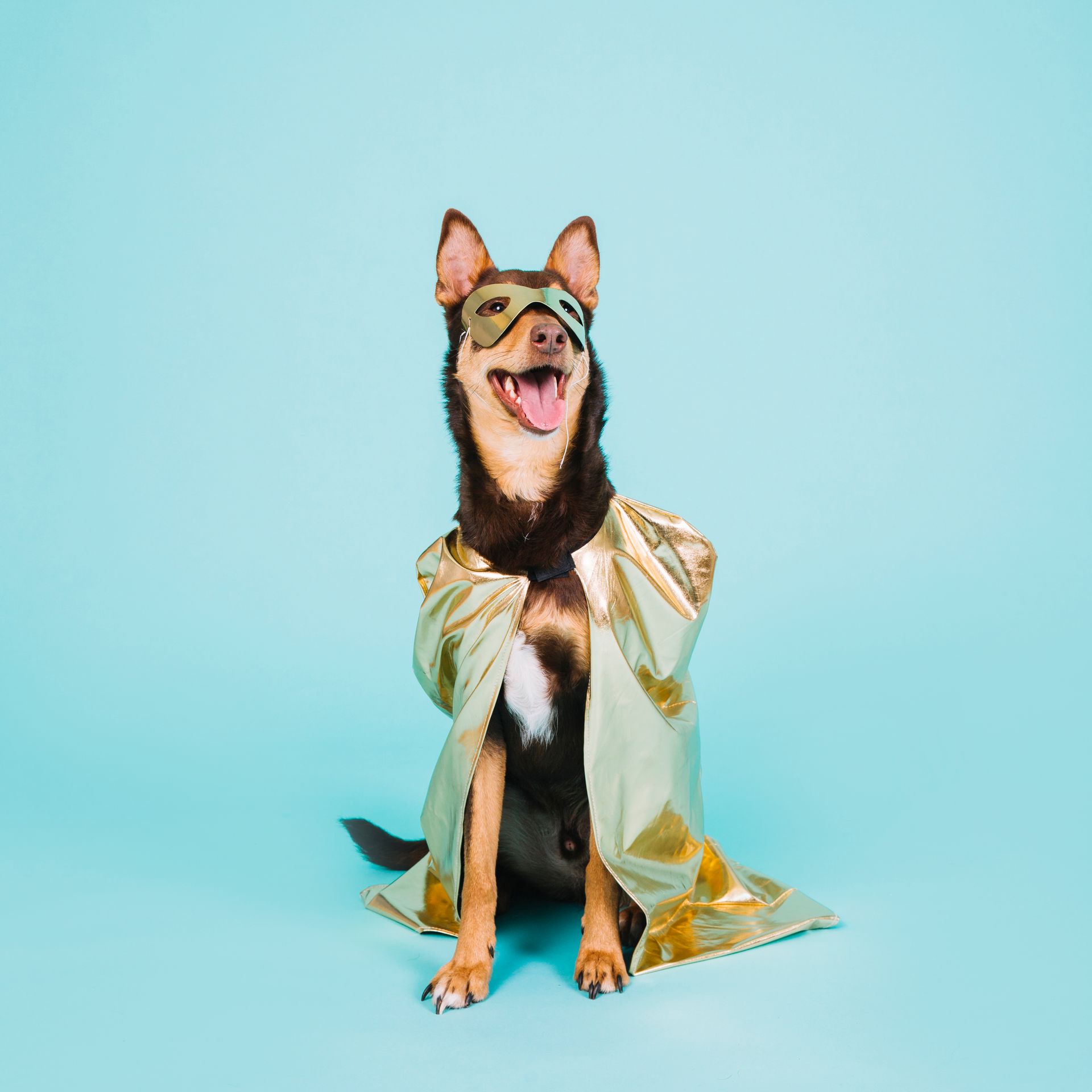 A dog wearing a cape and sunglasses is sitting on a blue surface.