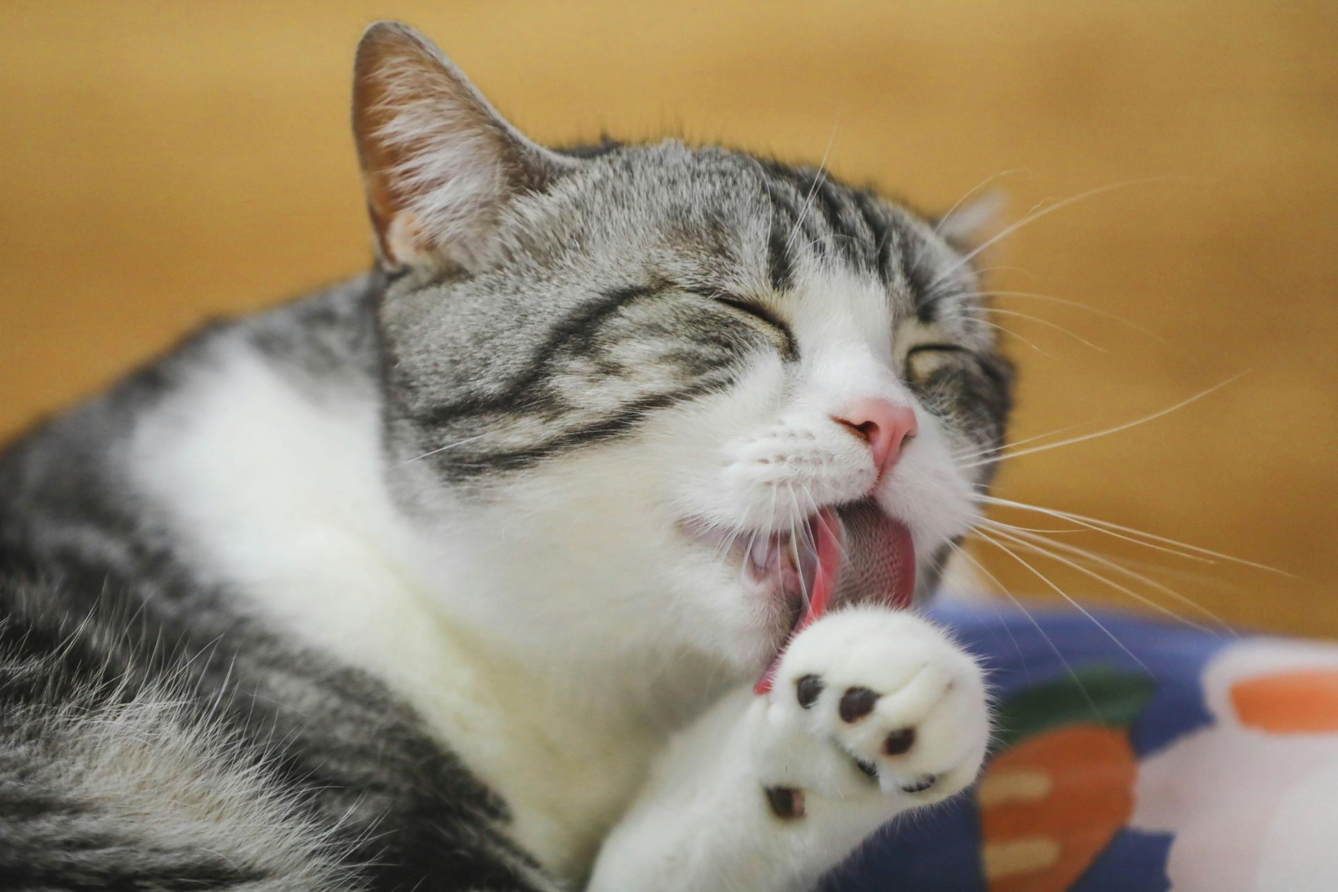 A cat is licking its paw with its tongue out.