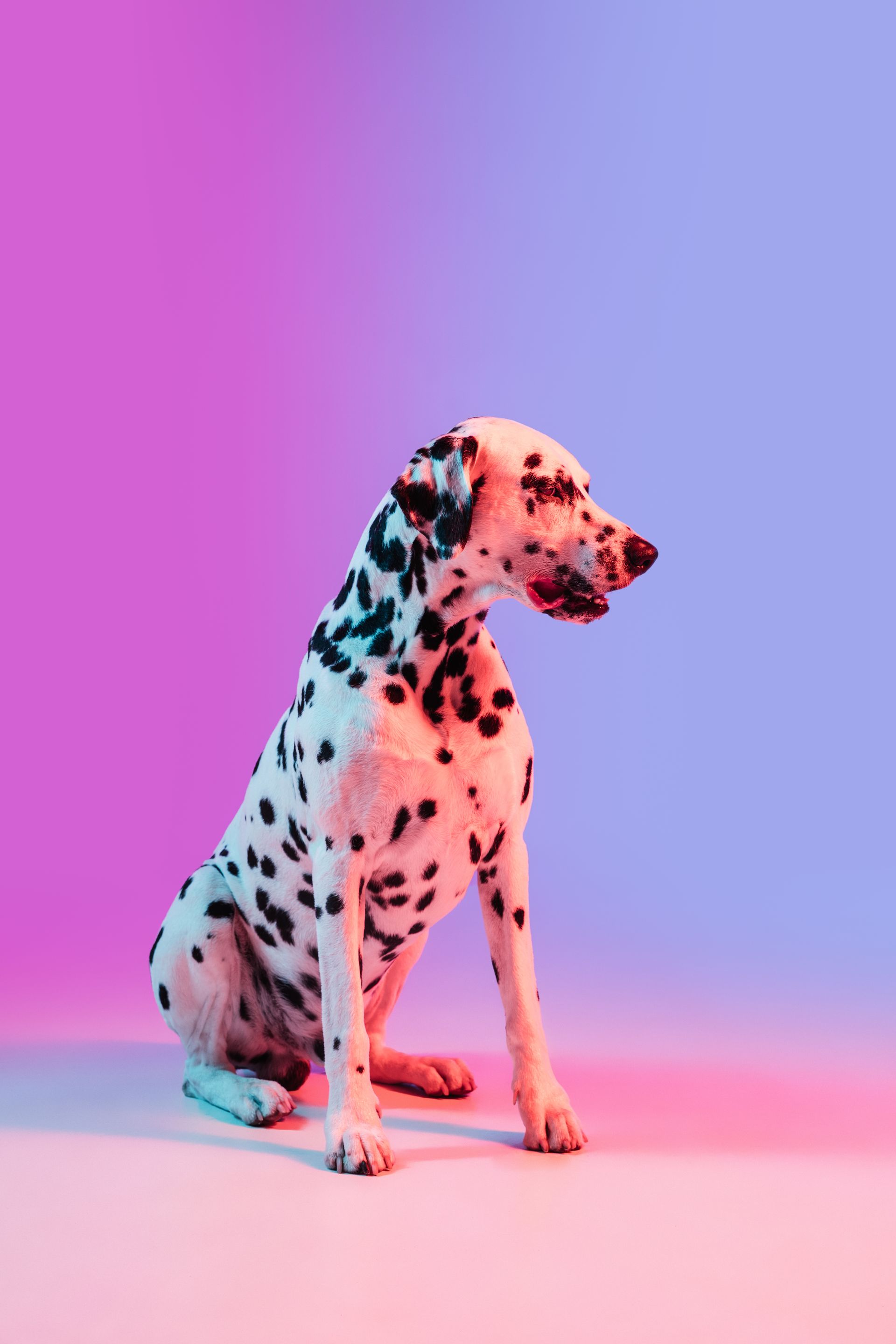 A dalmatian dog is sitting on a pink and purple background.