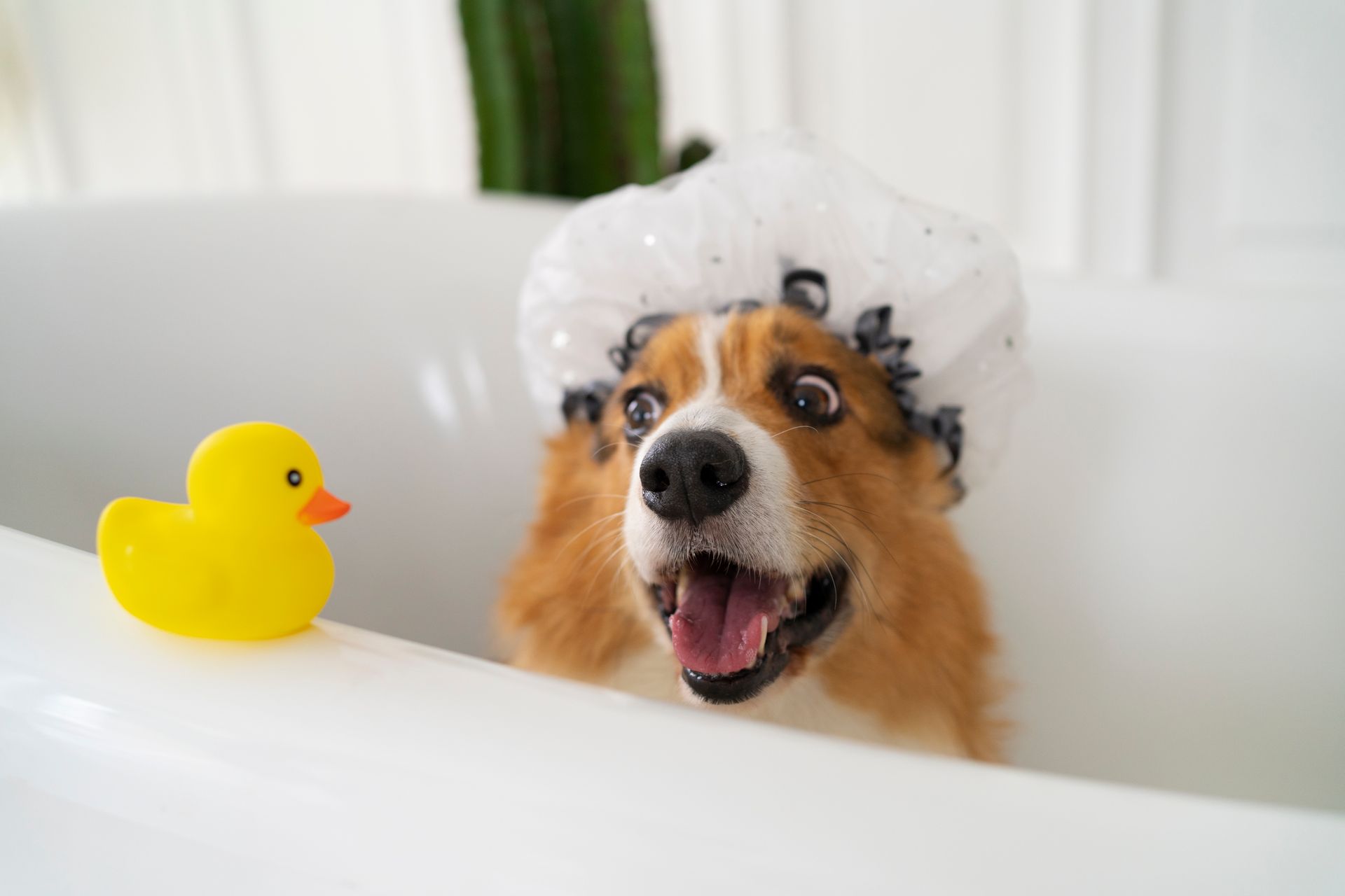 A dog is taking a bath in a bathtub with a shower cap on.