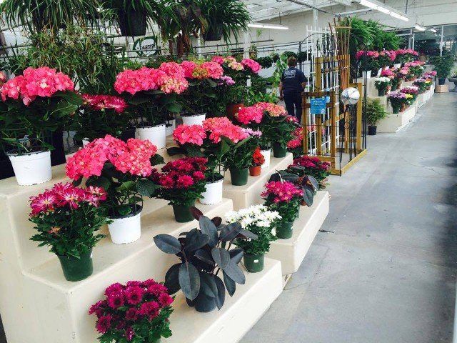 Lawn Decor — Flower Shop in Portsmouth, VA