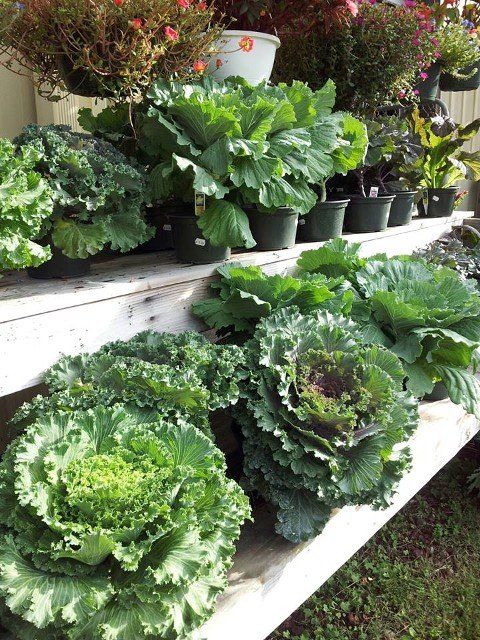 Feed Store — Vegetables in Portsmouth, VA