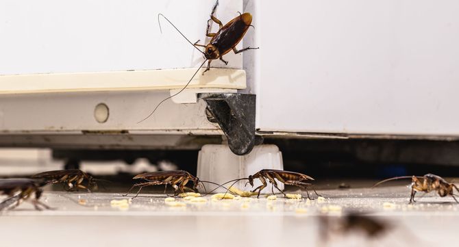 A group of cockroaches are crawling on a refrigerator door.