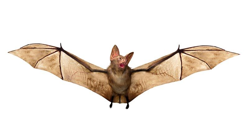 A bat is flying in the air with its wings spread.