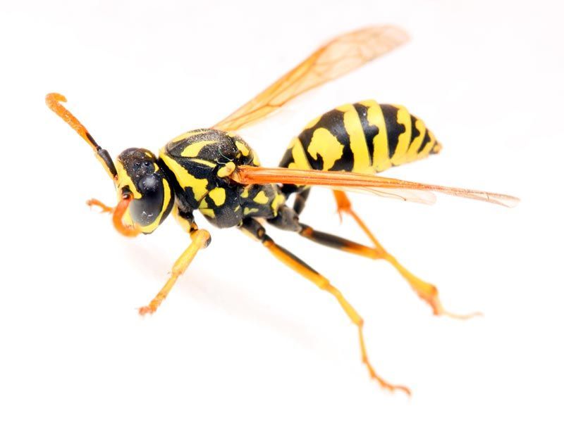 A close up of a yellow and black wasp on a white background