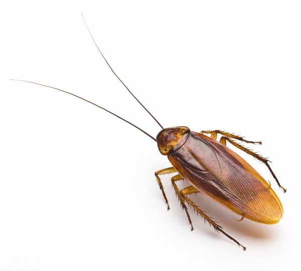 A cockroach is crawling on a white surface.