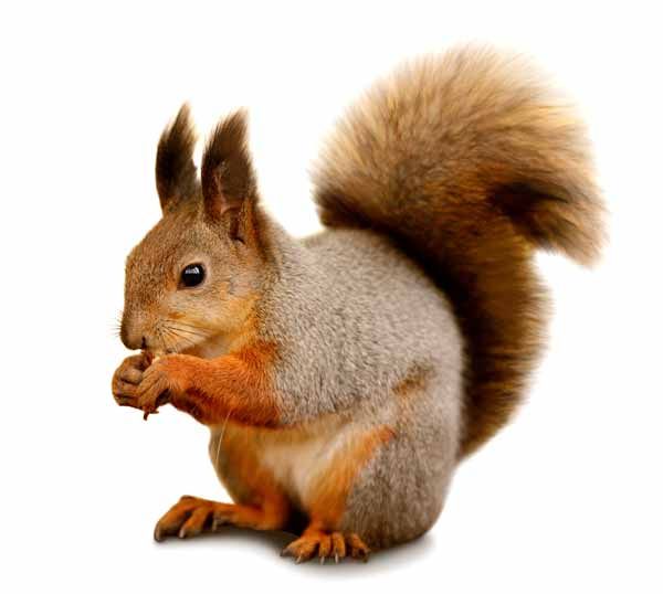 A squirrel is eating a nut on a white background.